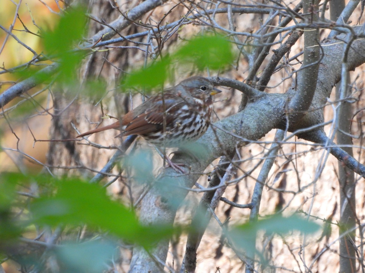 strnadec kaštanový - ML644679014