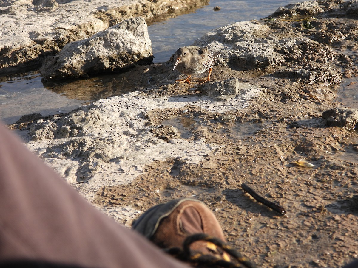 Purple Sandpiper - ML644679015