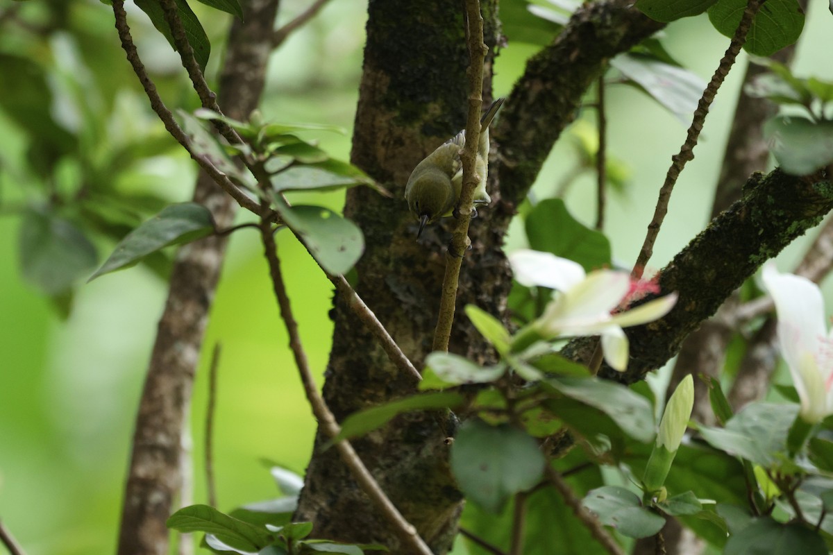 Oahu Amakihi - ML644679019