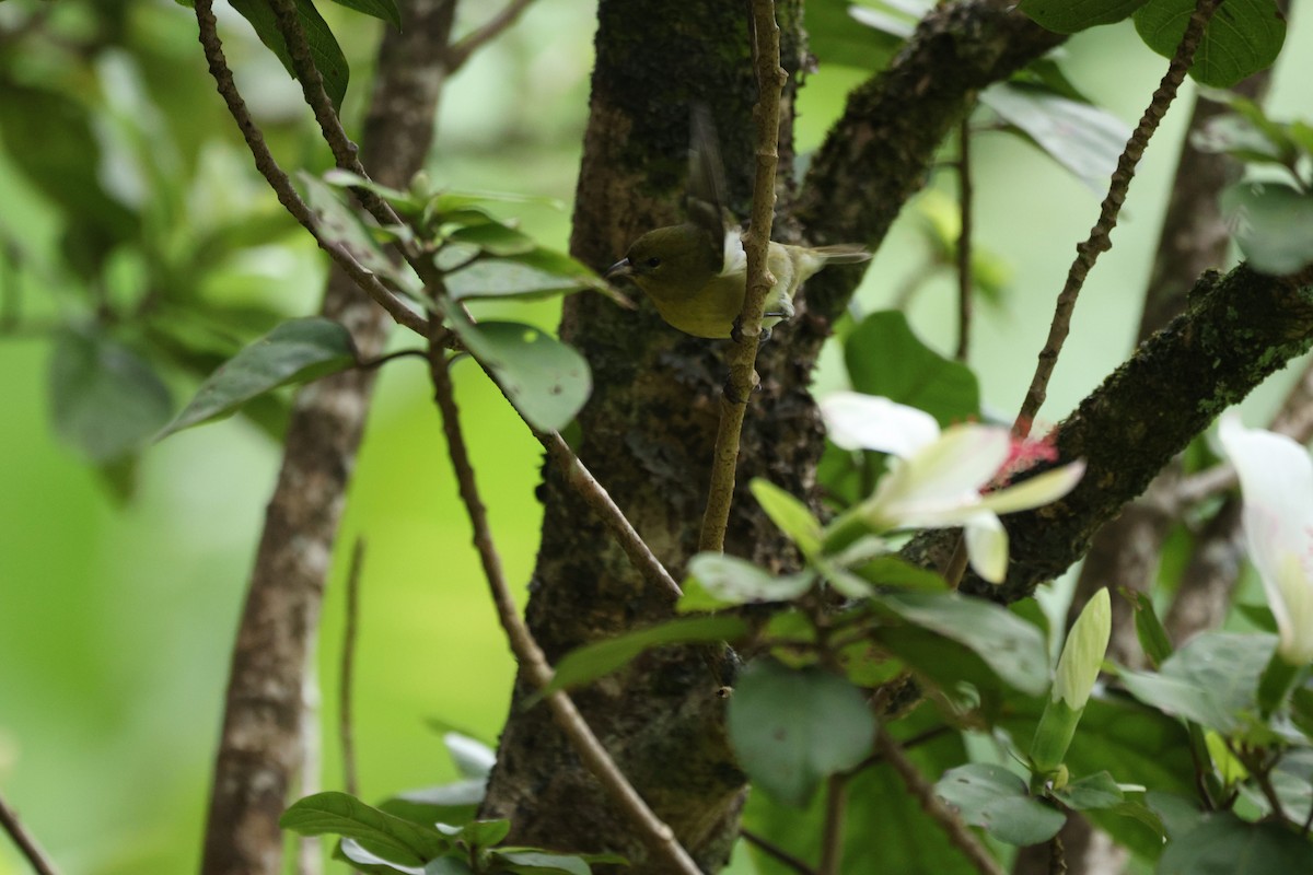 Oahu Amakihi - ML644679020