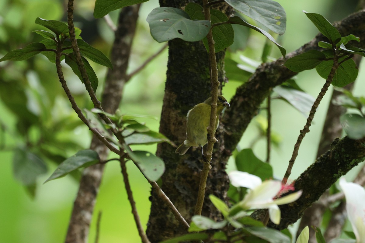 Oahu Amakihi - ML644679021