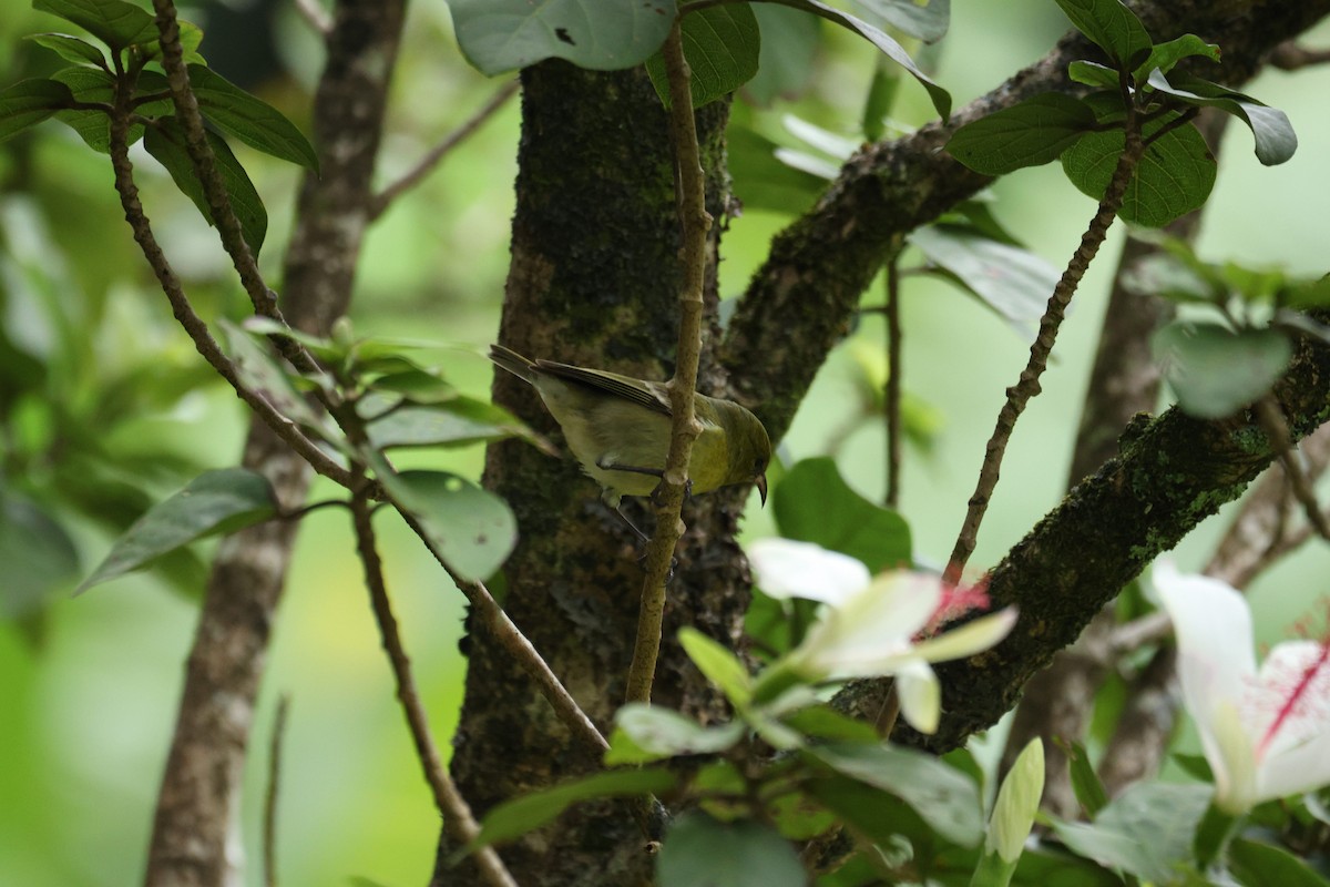 Oahu Amakihi - ML644679022