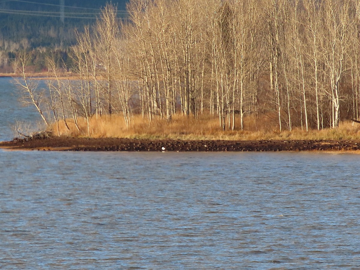 husa sněžní - ML644679025