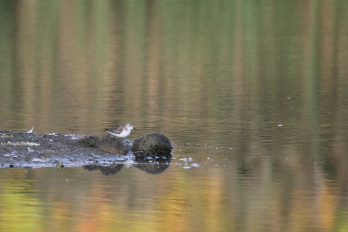 sandsnipe - ML644679027