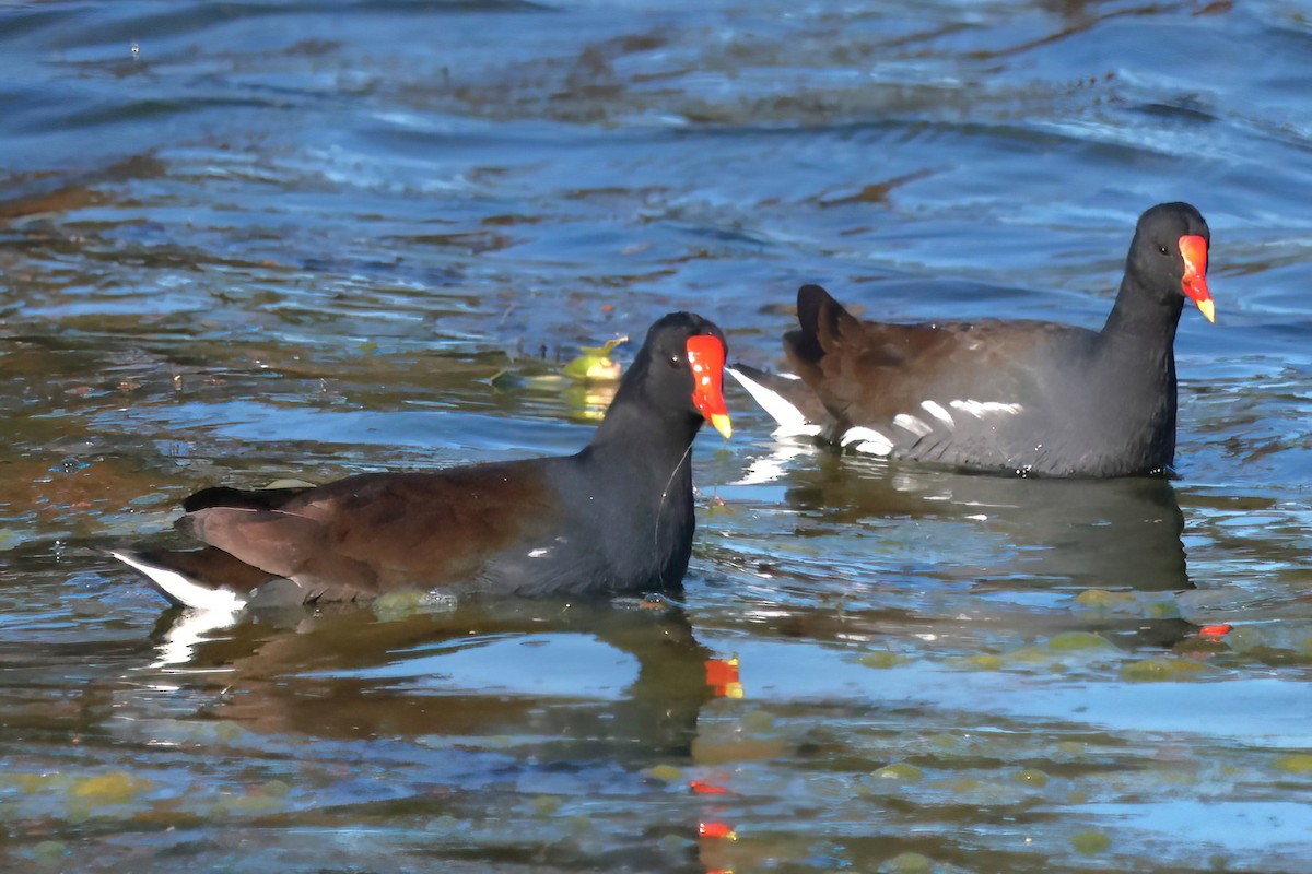 Курочка латиноамериканська - ML644679037