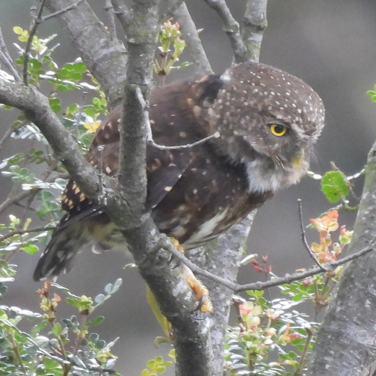 Andean Pygmy-Owl - ML644679040