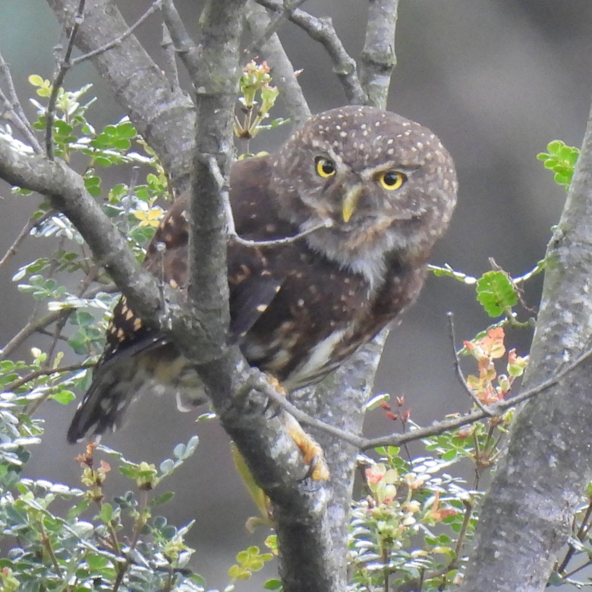 Andean Pygmy-Owl - ML644679041