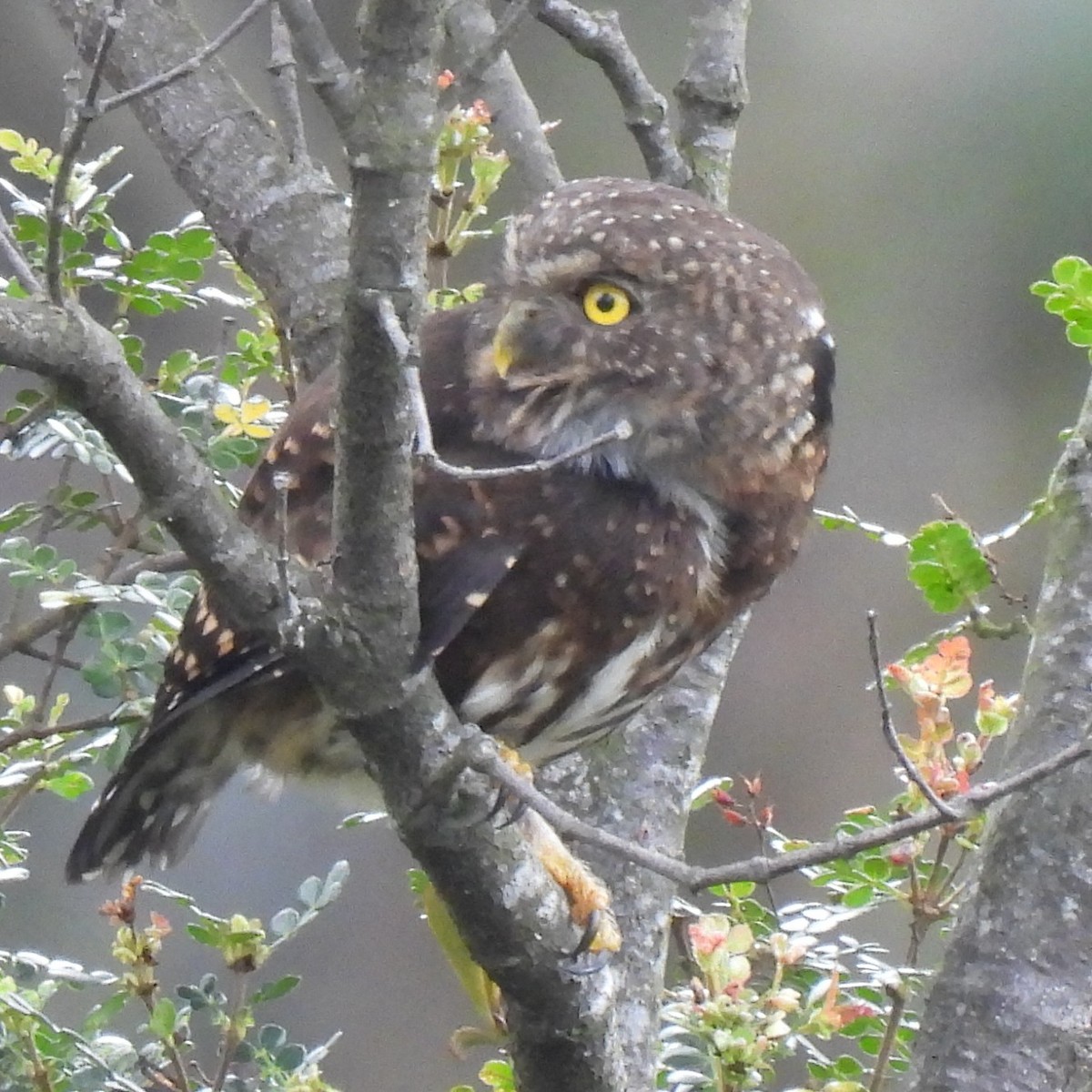 Andean Pygmy-Owl - ML644679042
