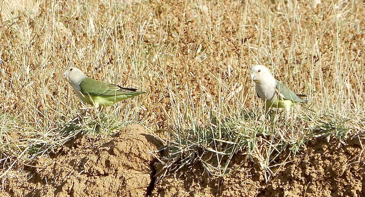 Gray-headed Lovebird - ML644679043