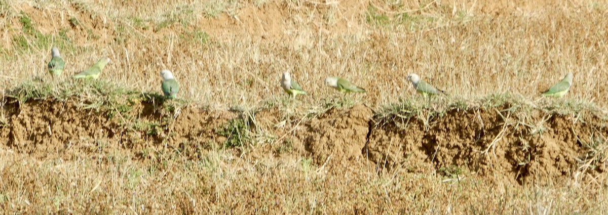 gråhodeamorpapitt - ML644679044