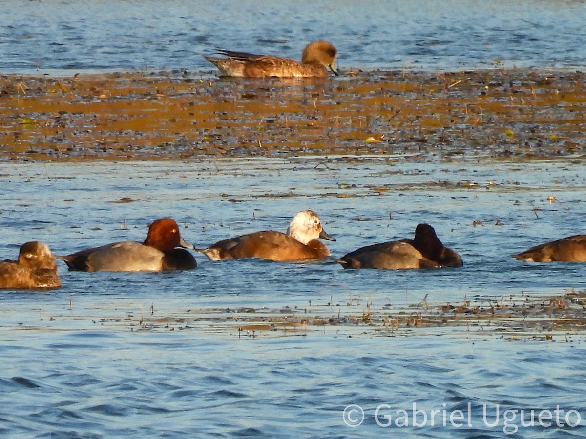 kobberhodeand - ML644679046