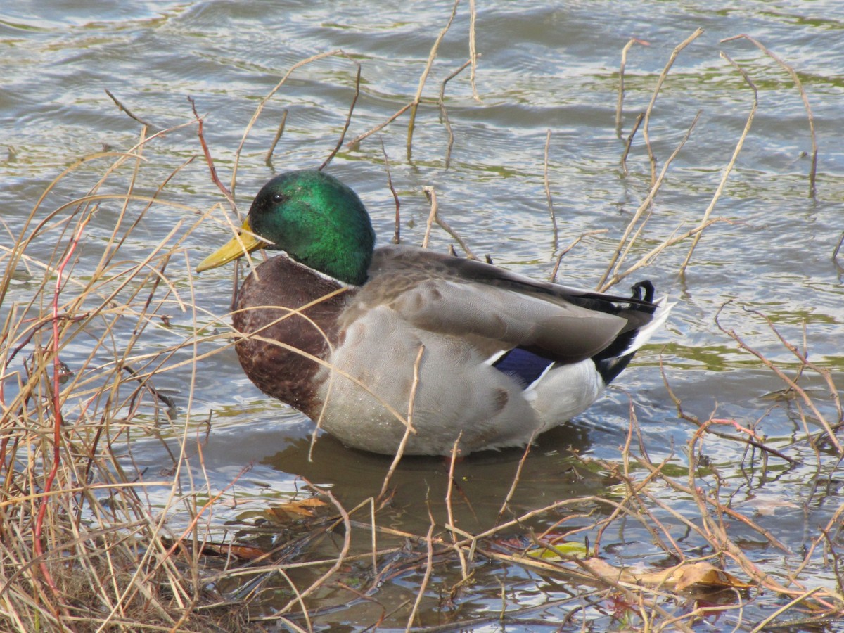 stokkand - ML644679047