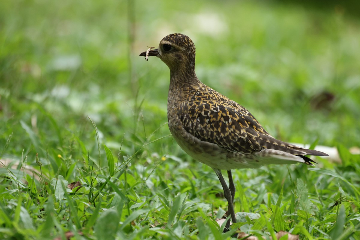 sibirlo - ML644679048