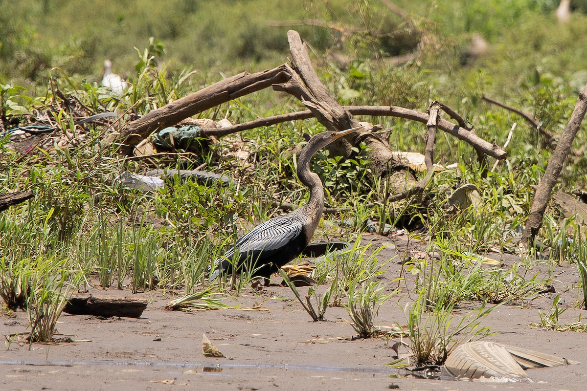 amerikaslangehals - ML644679049