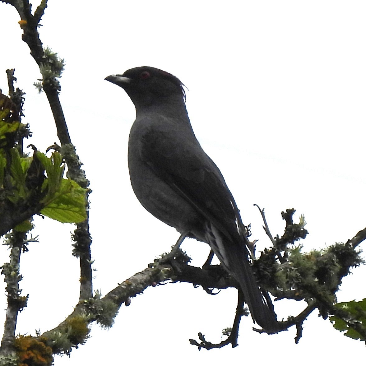 rødtoppkotinga - ML644679050