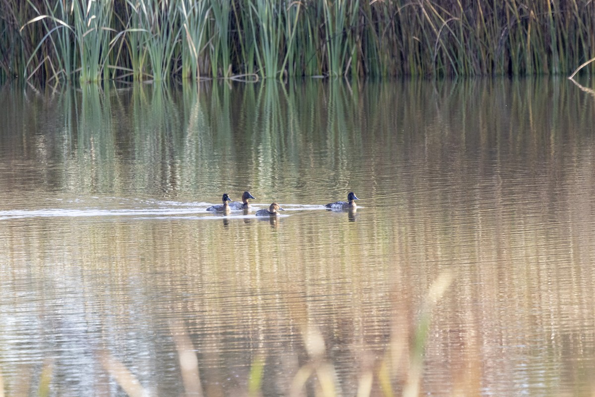 kanvasand - ML644679053