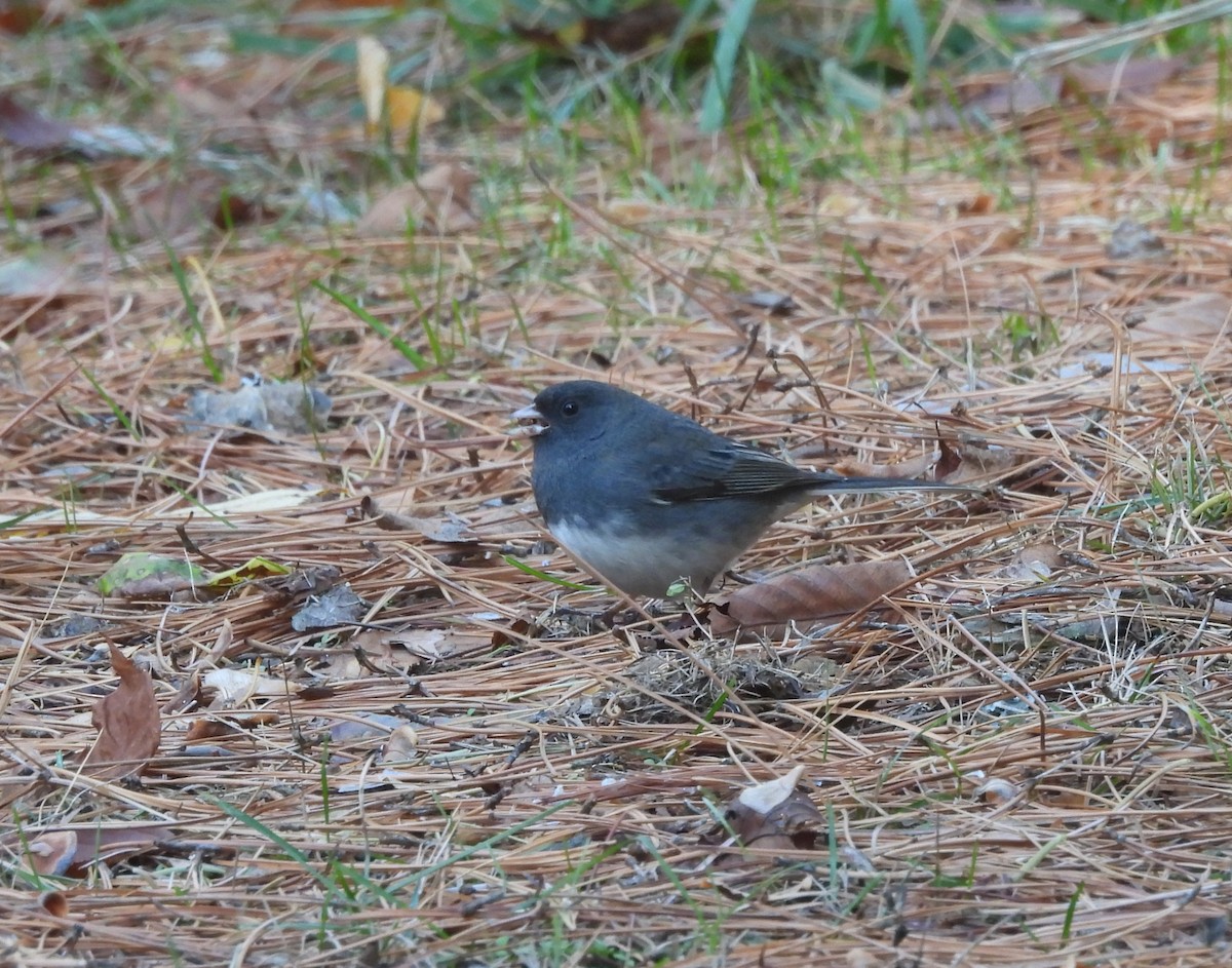 vinterjunko - ML644679054