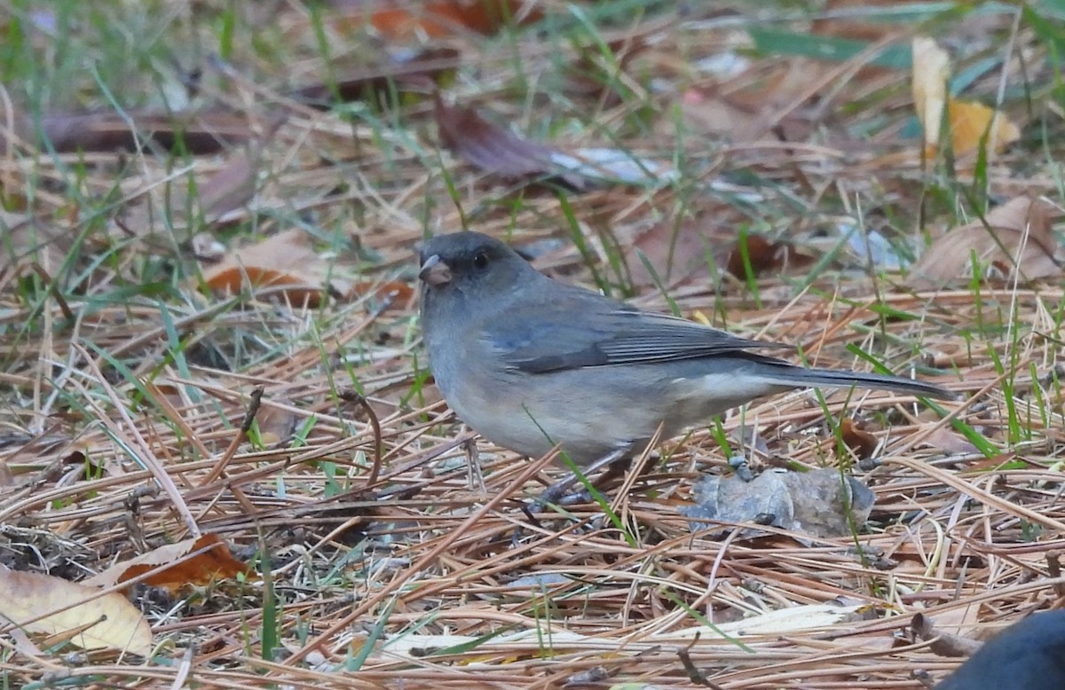 vinterjunko - ML644679055