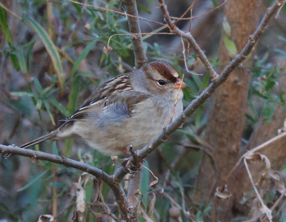 hvitkronespurv - ML644679057