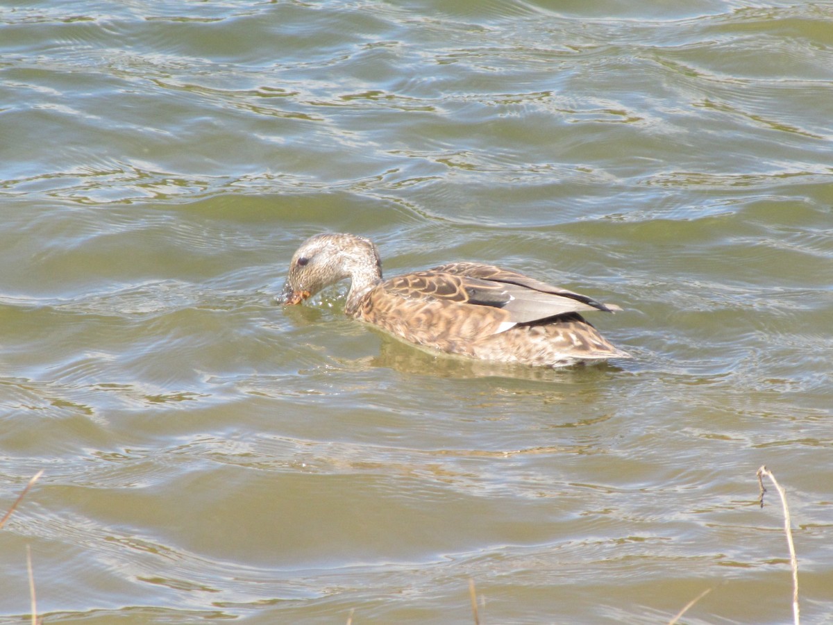 snadderand - ML644679060