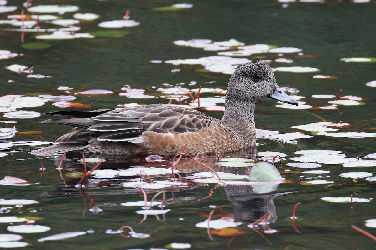 amerikablesand - ML644679062