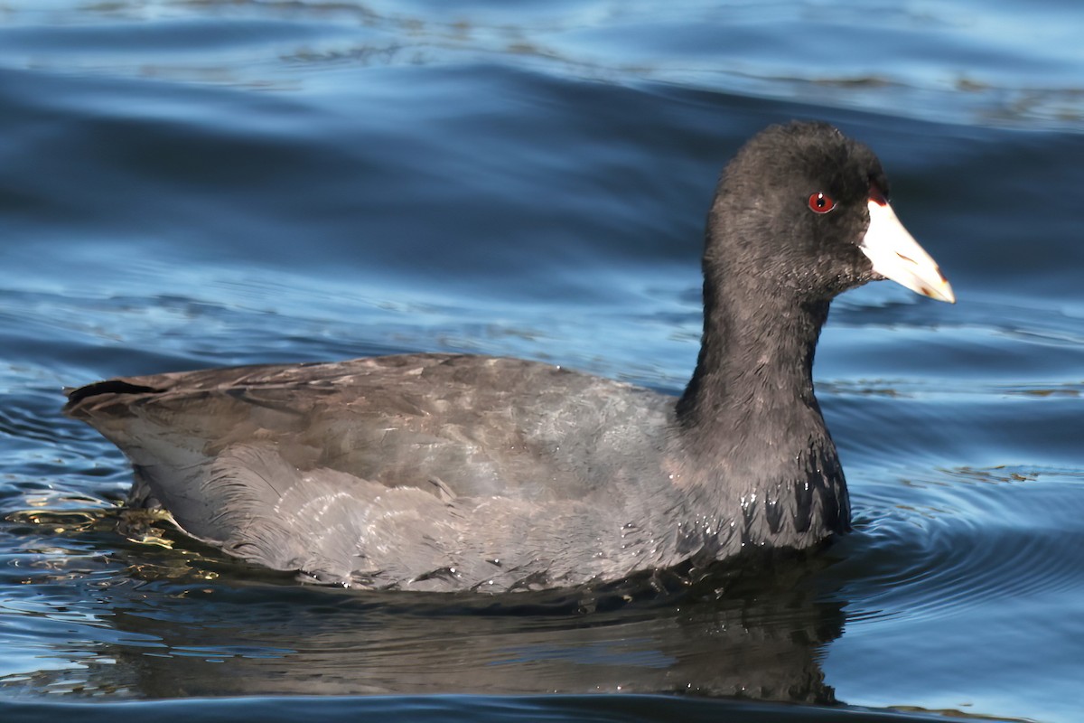 amerikasothøne - ML644679063