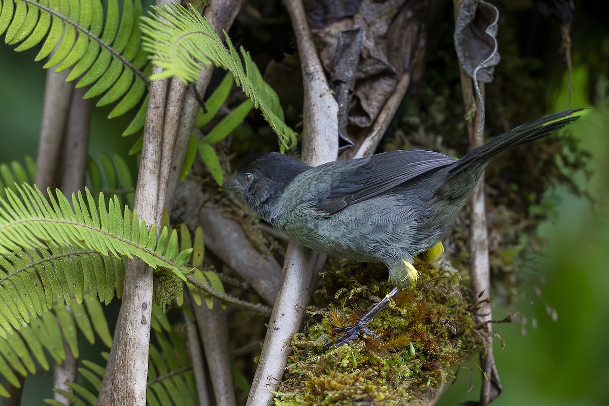 gulbuksespurv - ML644679064