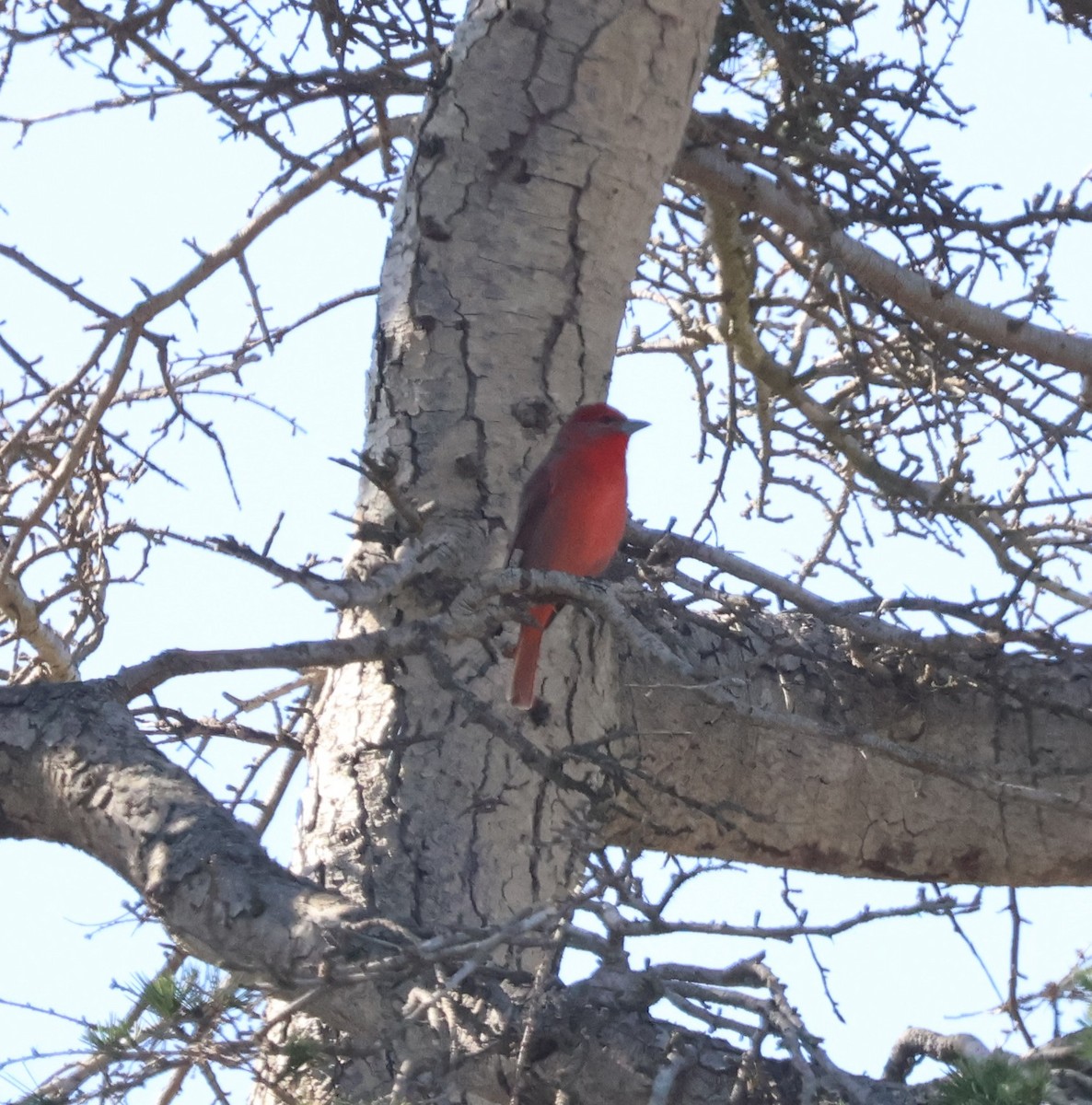 Hepatic Tanager - ML644679065