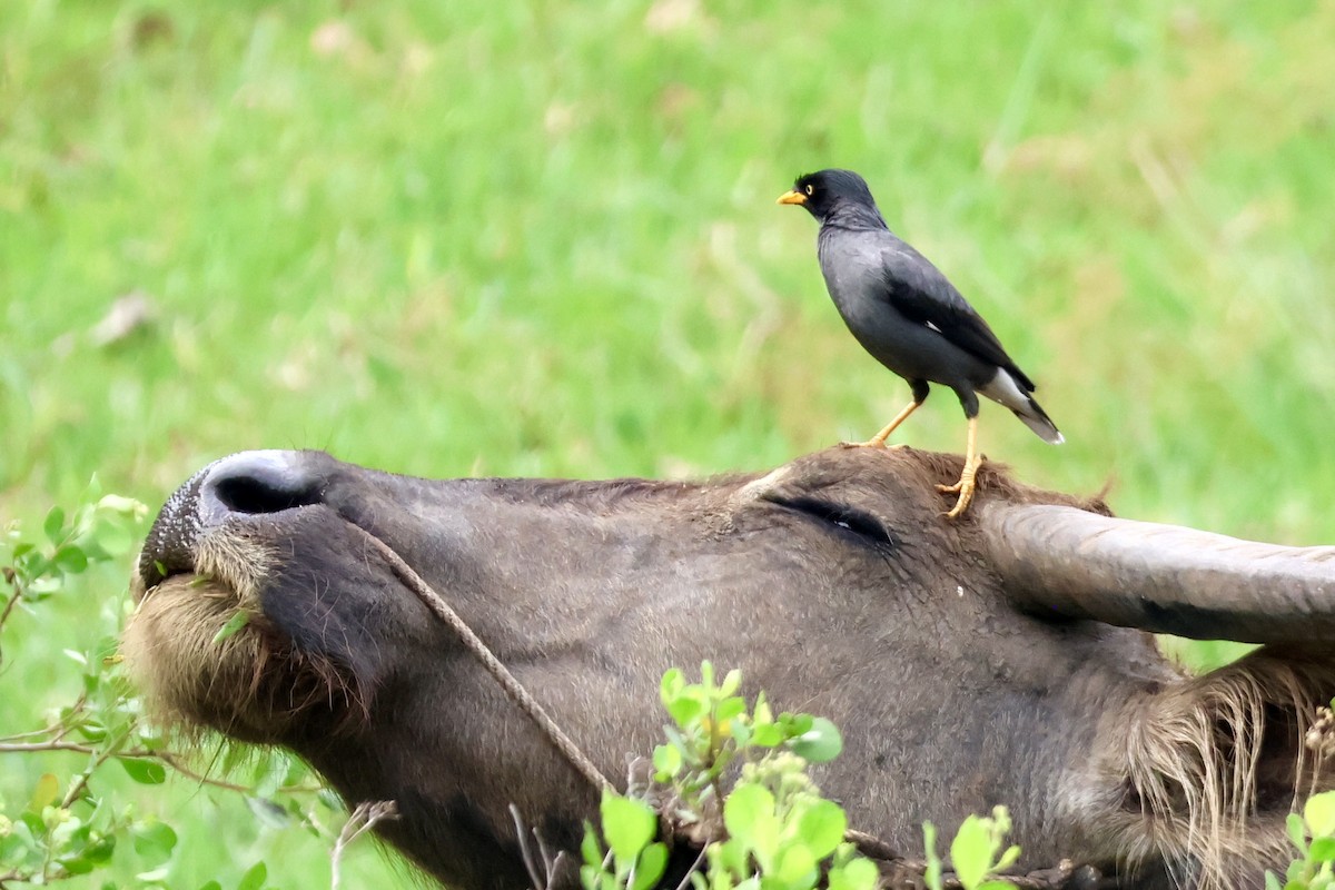 javastær - ML644679066