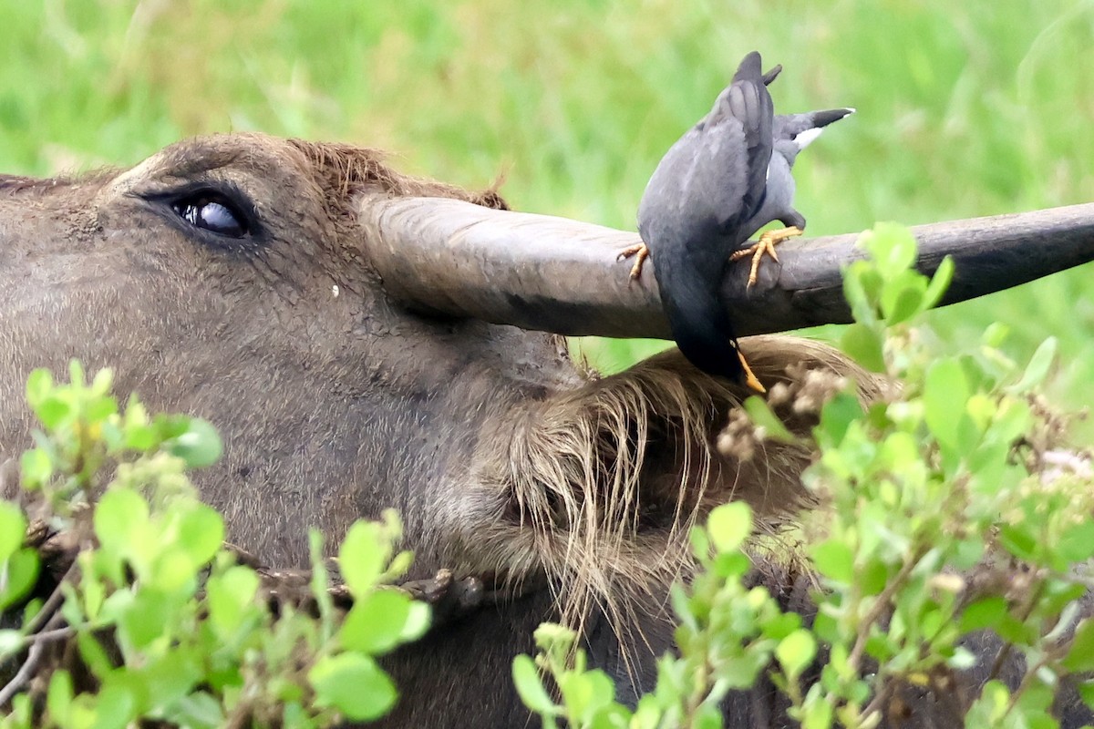 javastær - ML644679067