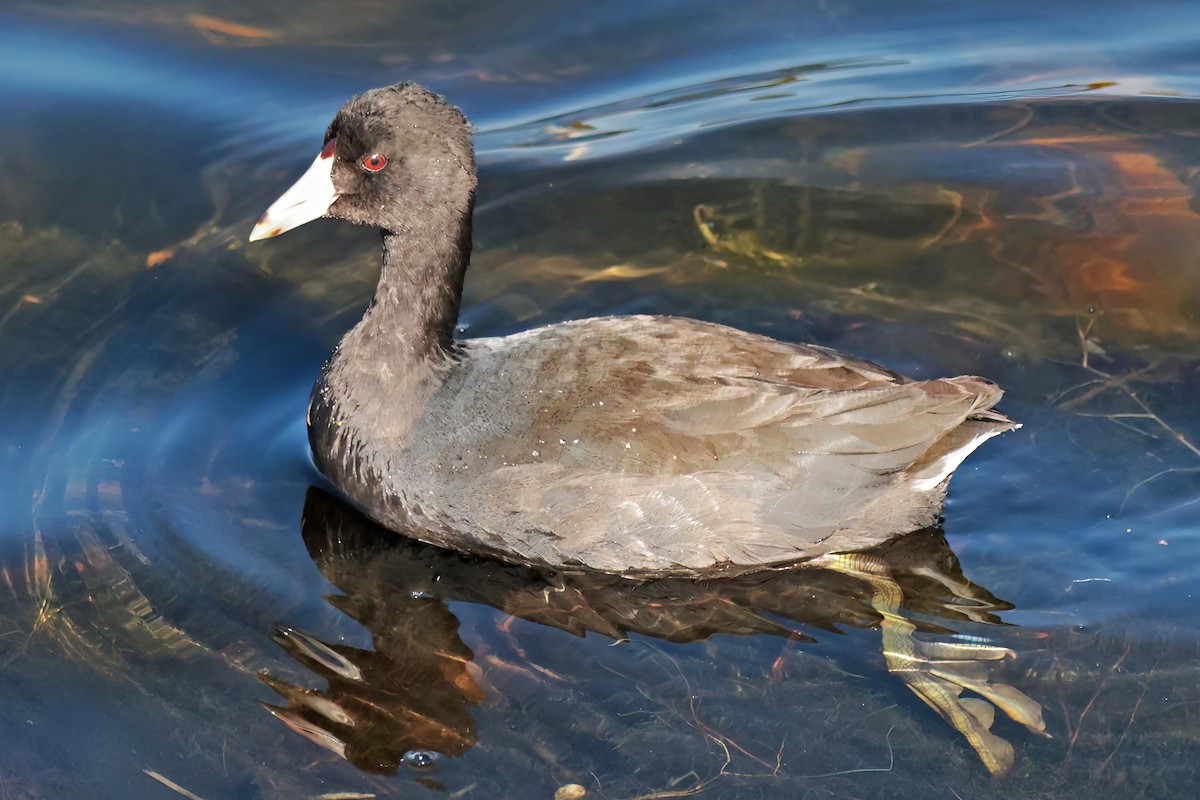 amerikasothøne - ML644679068