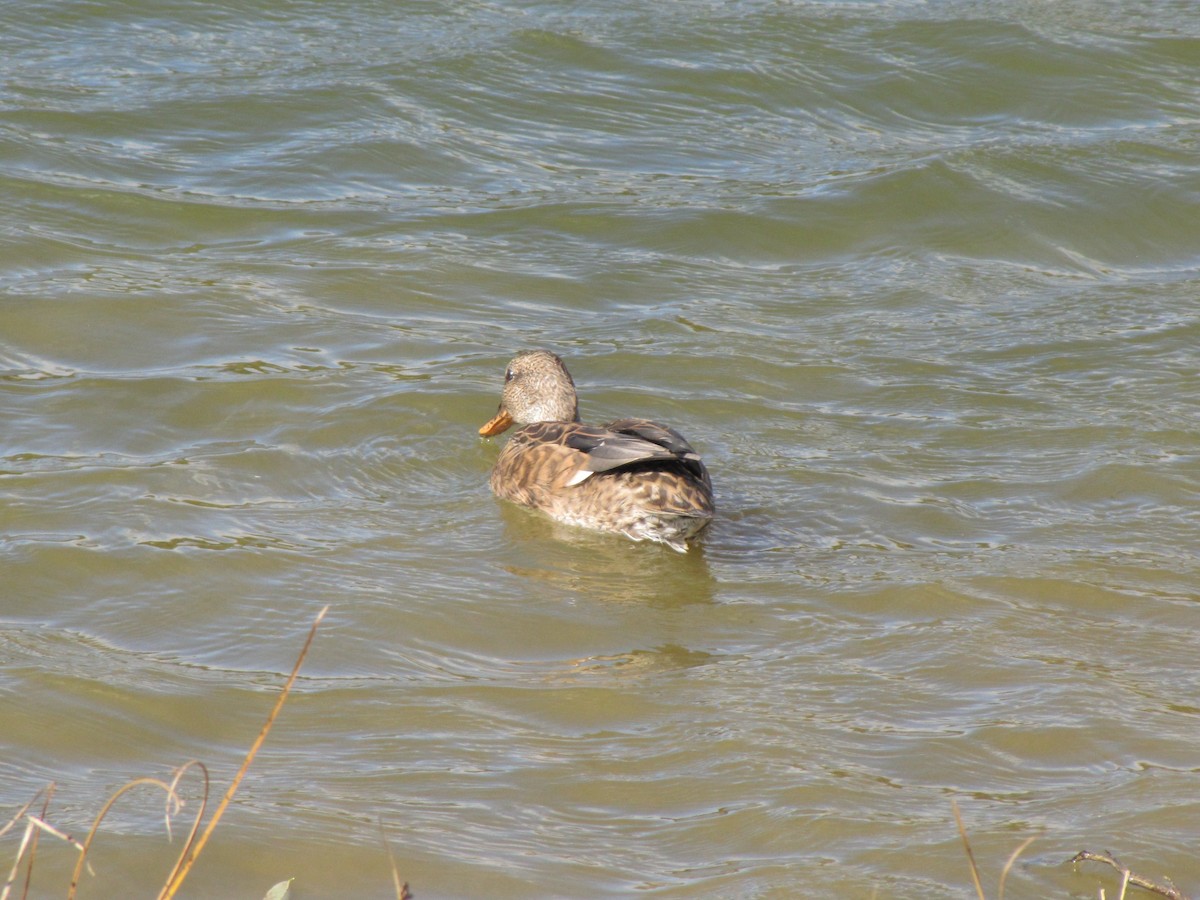 snadderand - ML644679069