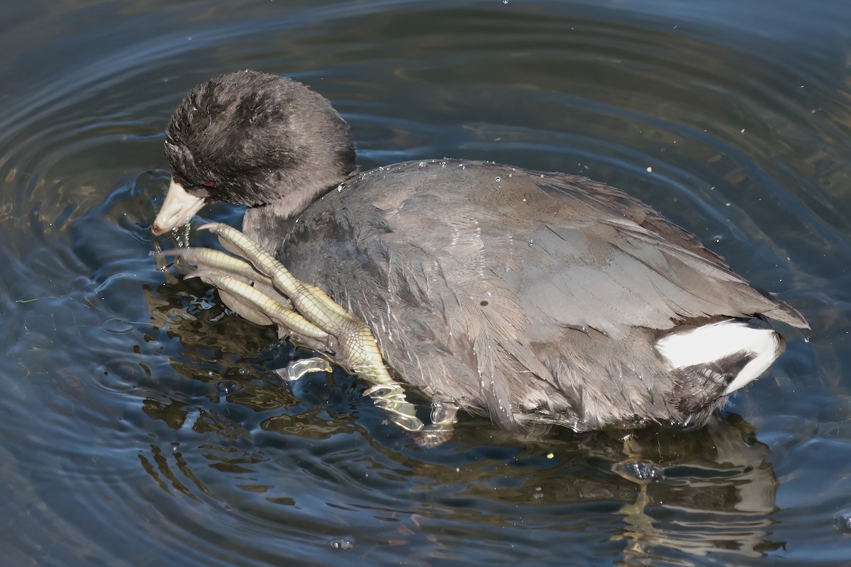 amerikasothøne - ML644679070