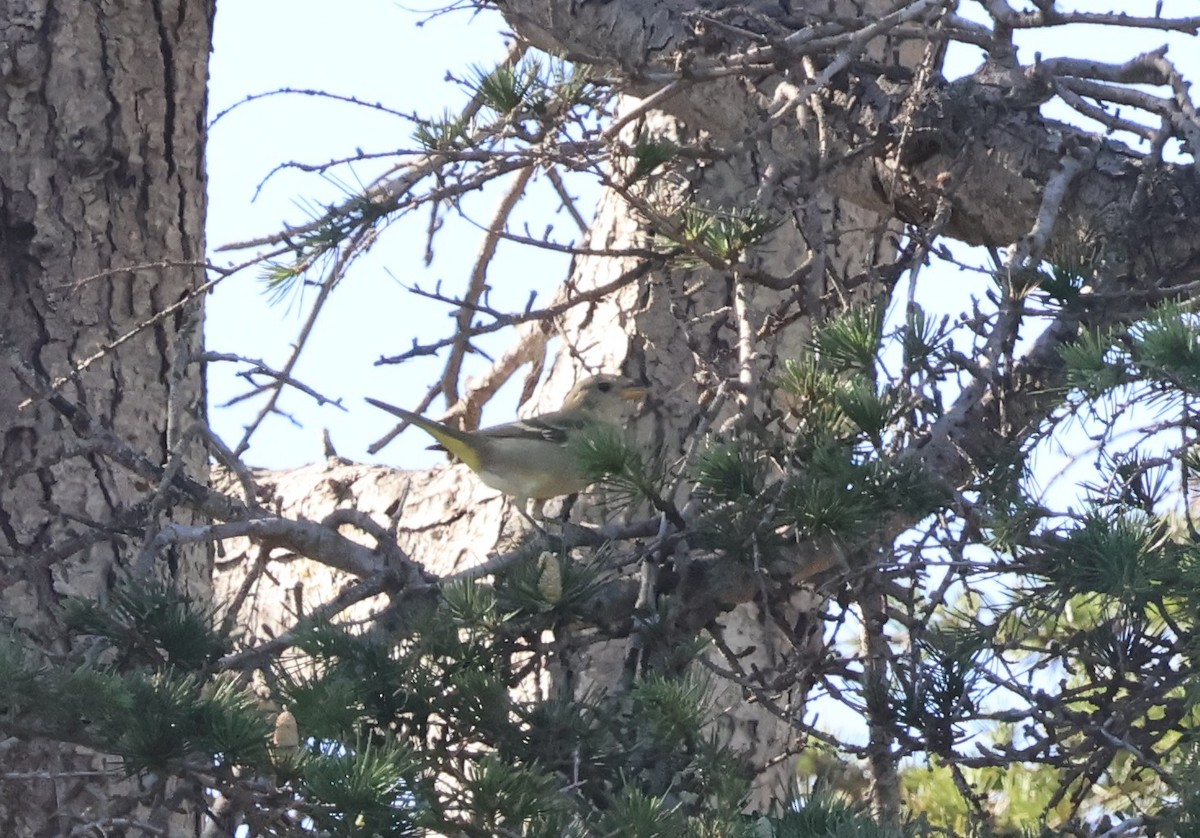 vestpiranga - ML644679071