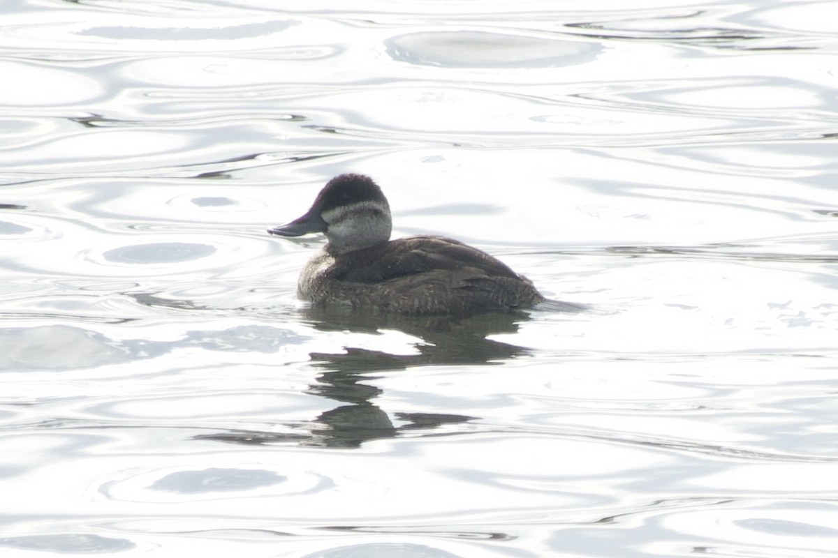 kobberand - ML644679074