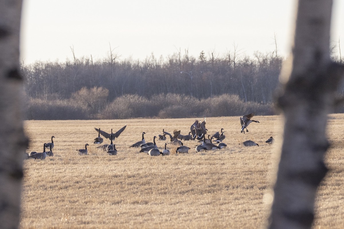 kanadagås - ML644679075