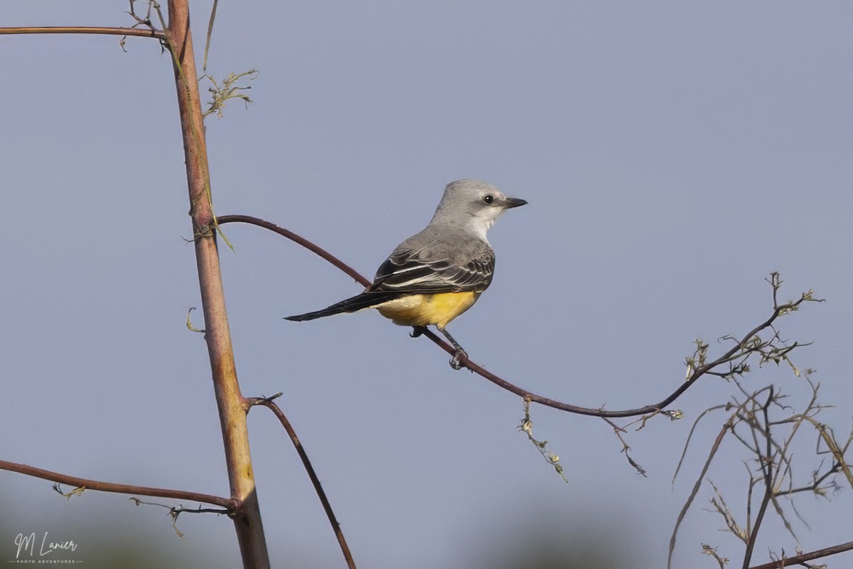 Scissor-tailed Flycatcher - ML644679076