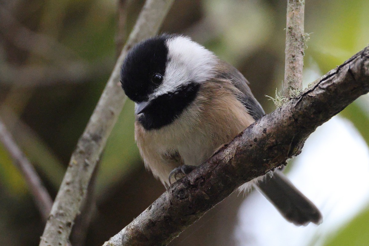 amerikameis - ML644679077