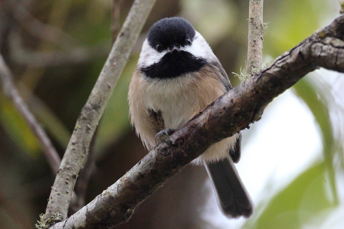 amerikameis - ML644679078