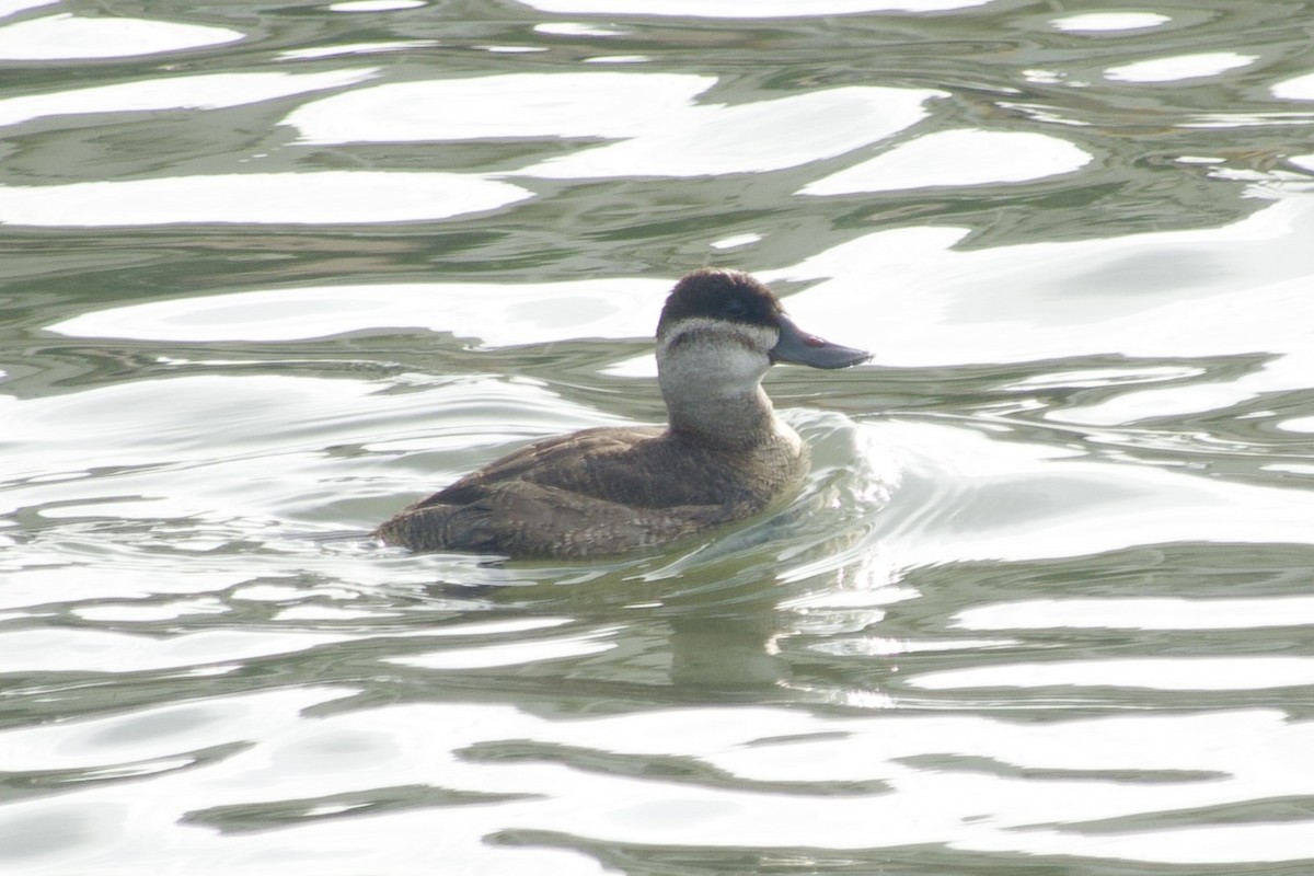 kobberand - ML644679079