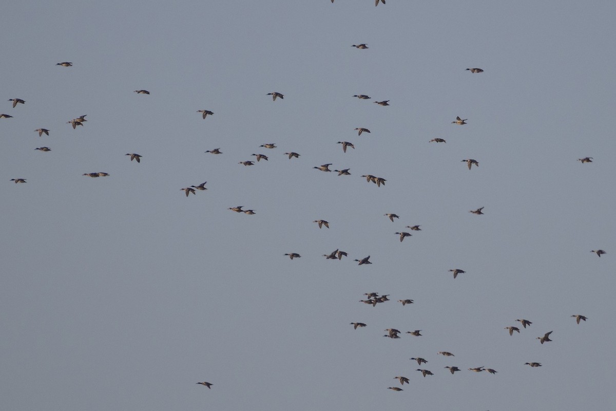 stokkand - ML644679080