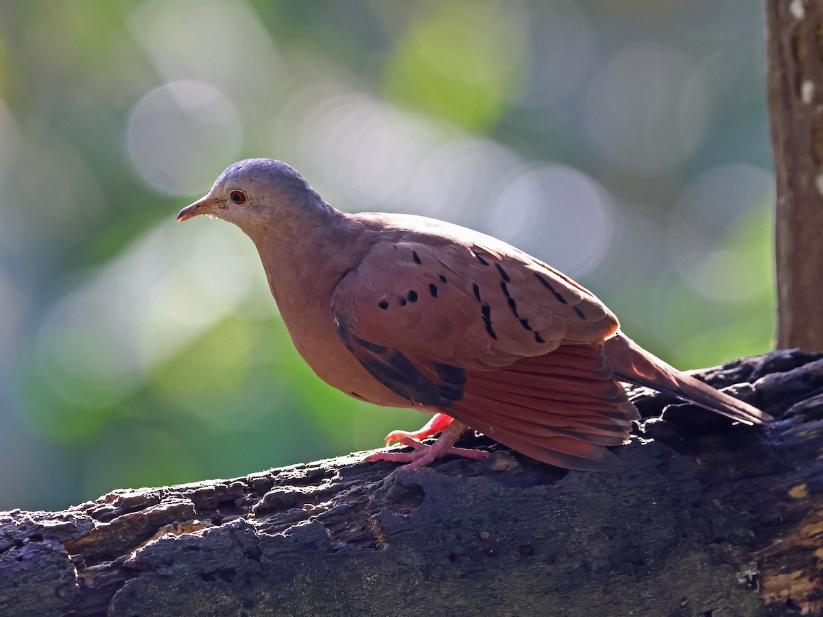 kaneldue - ML644679081