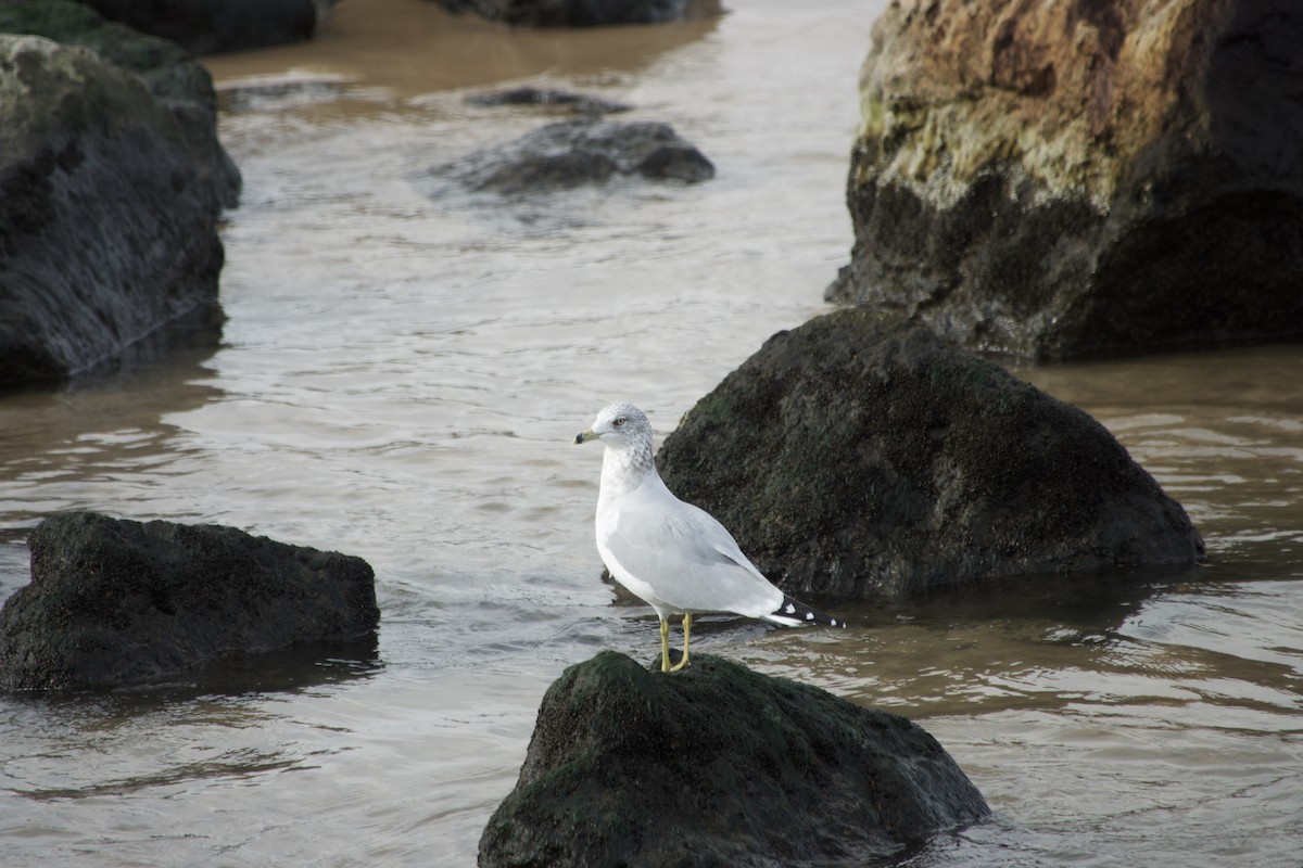 ringnebbmåke - ML644679082