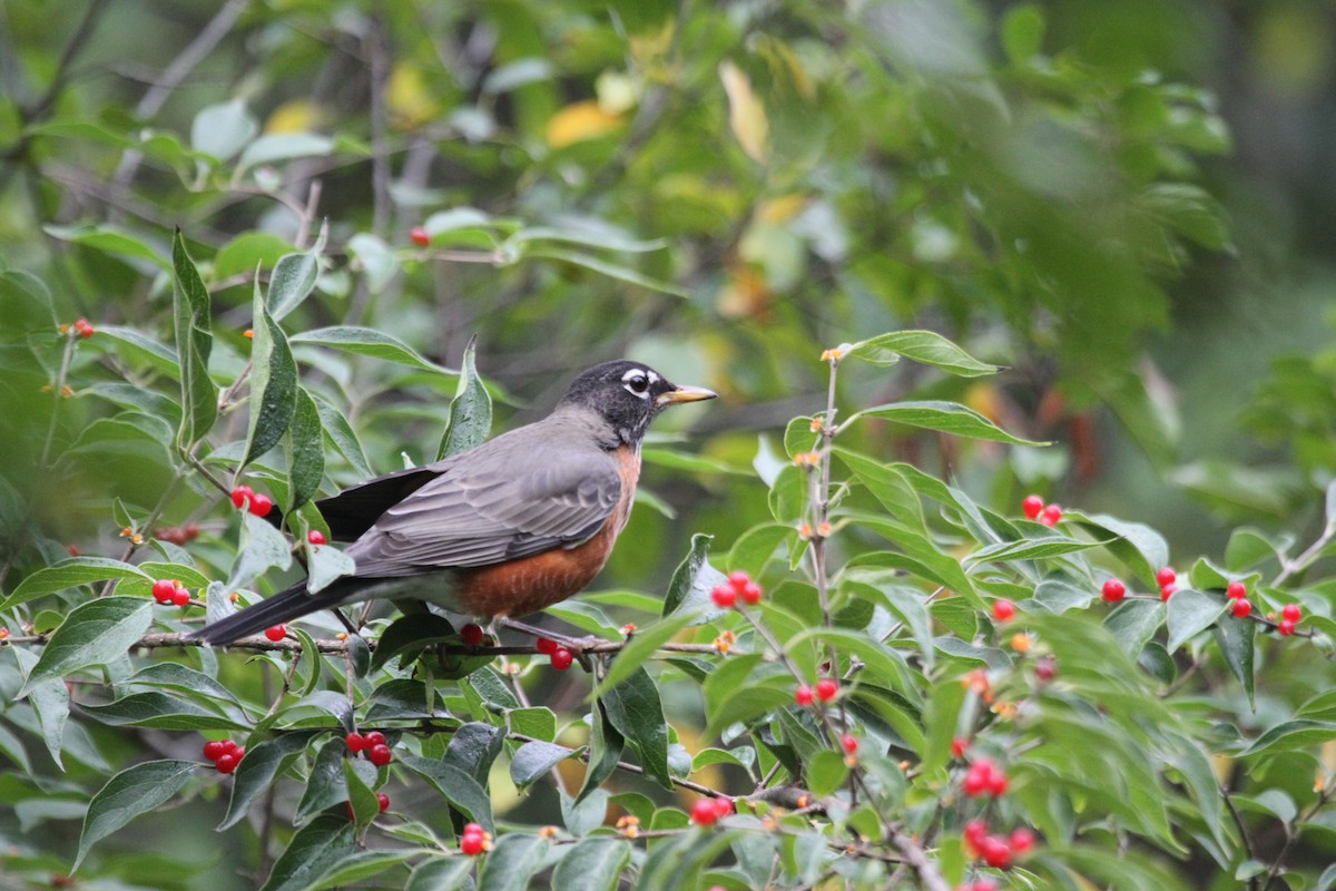 vandretrost - ML644679083