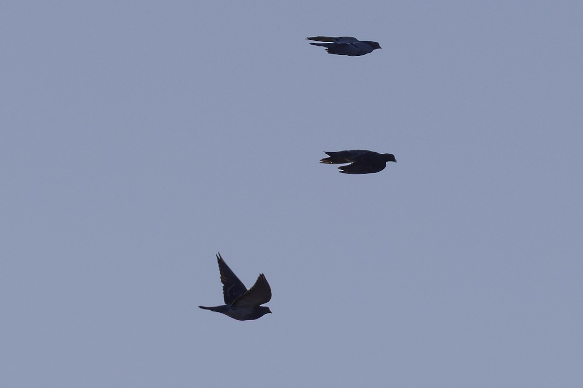 יונת בית - ML644679084