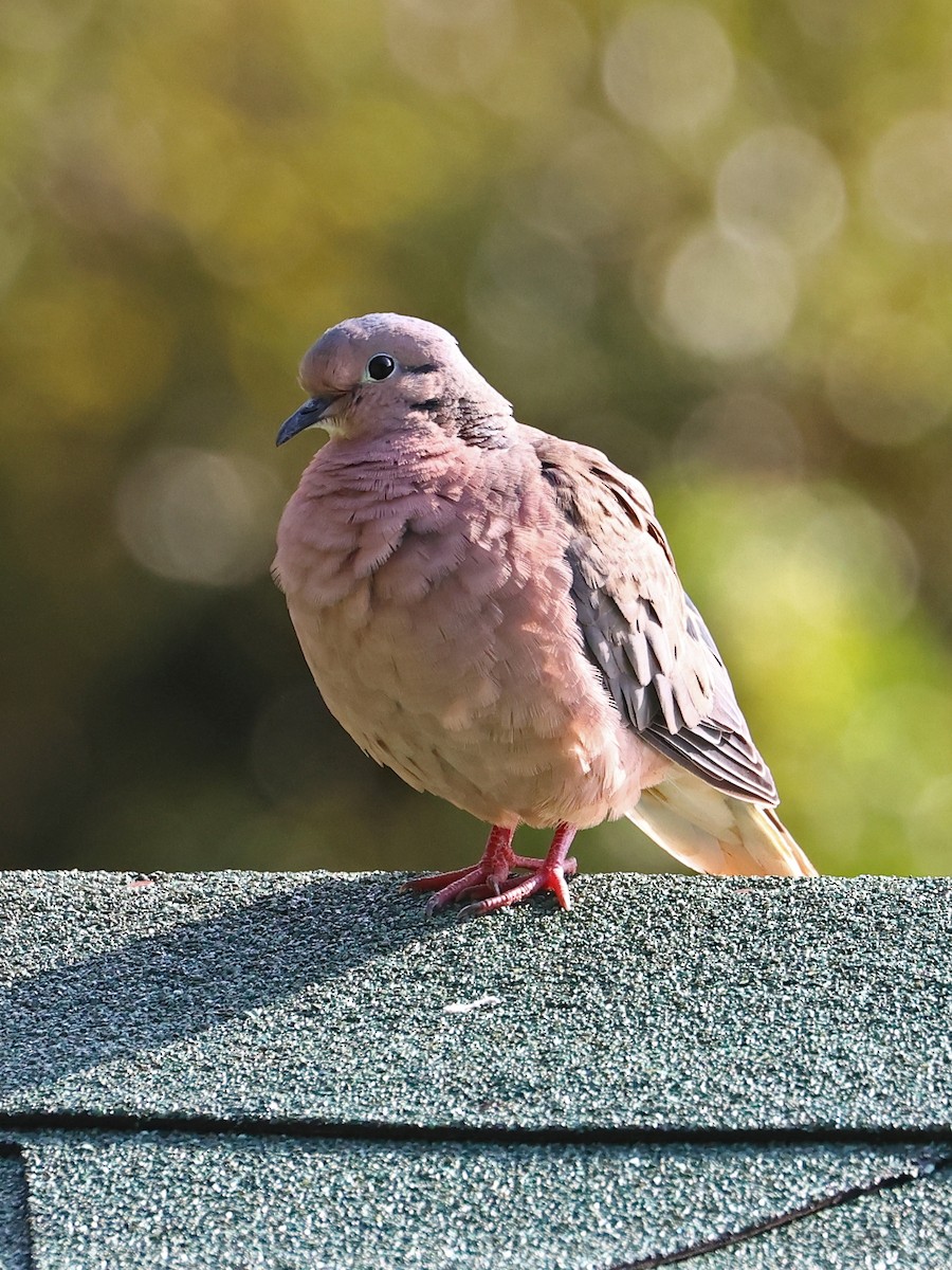 hrdlička černouchá - ML644679085