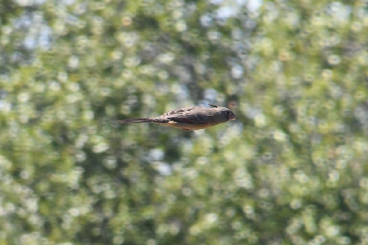 Pyrrhuloxia - ML644679087