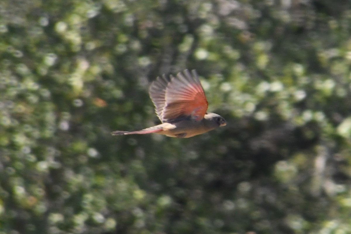 Pyrrhuloxia - ML644679088