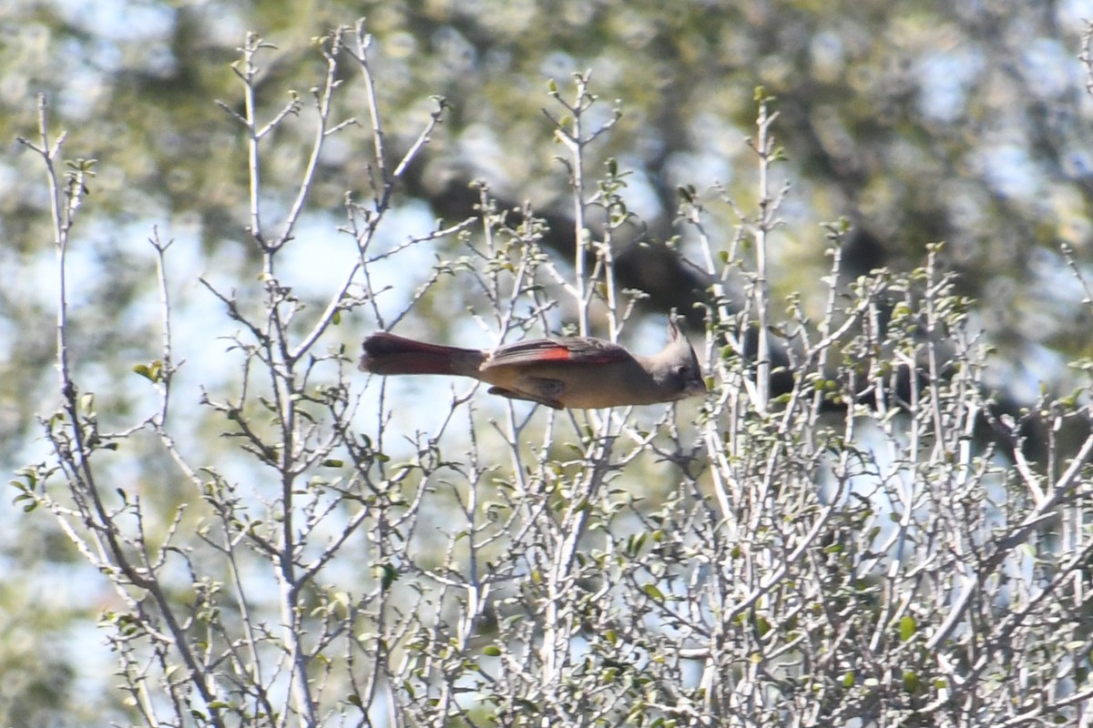 Pyrrhuloxia - ML644679089