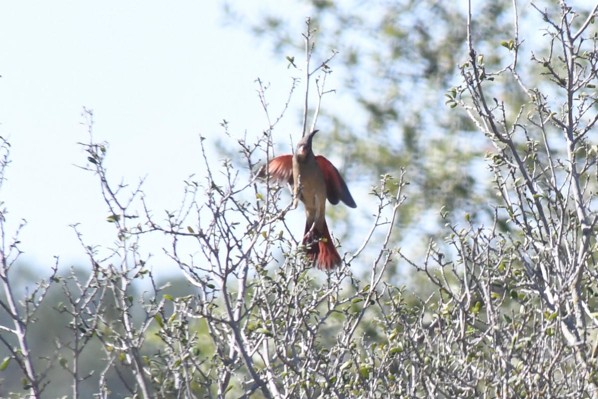 Pyrrhuloxia - ML644679090